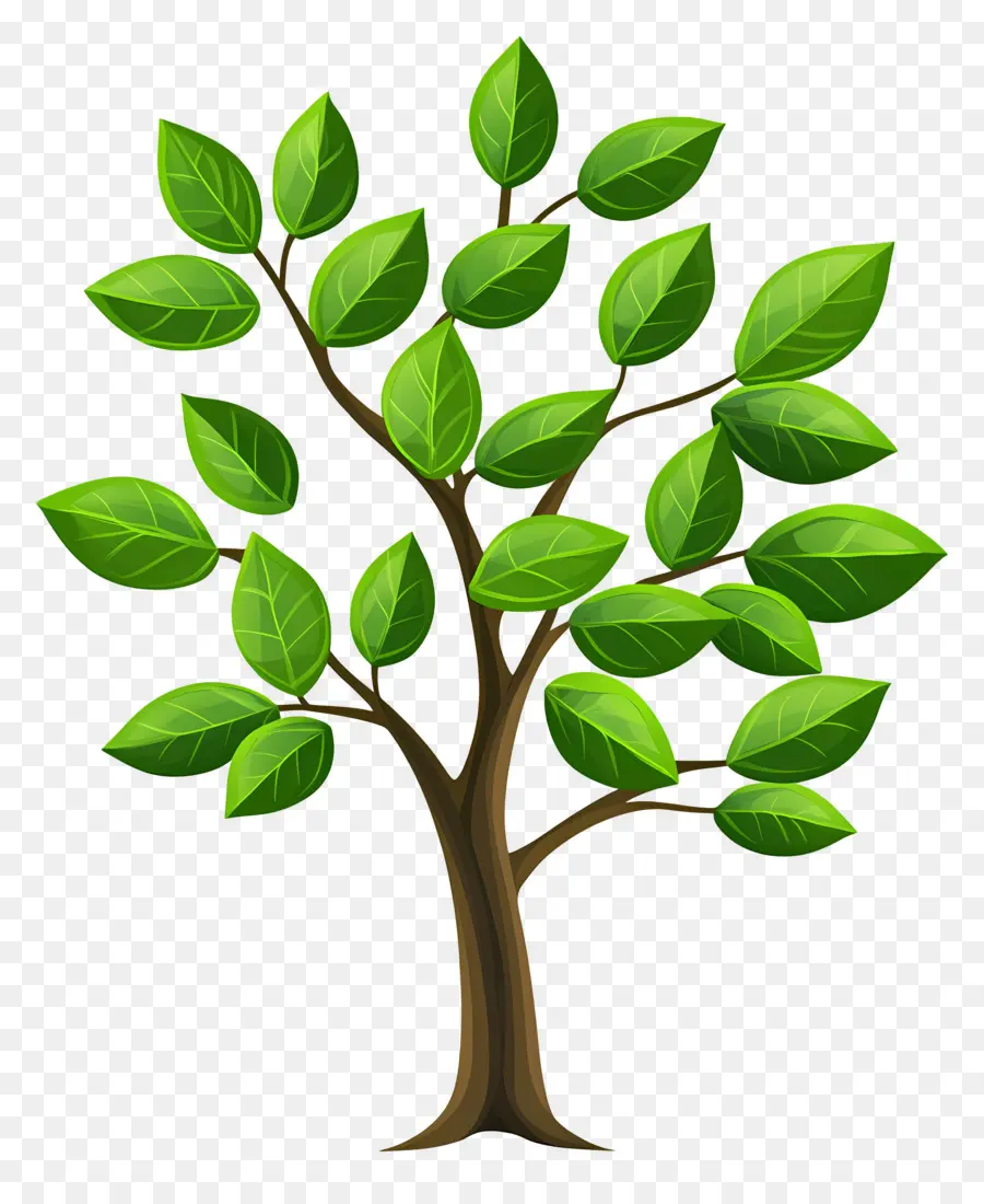 Arbre Dense，Arbre PNG