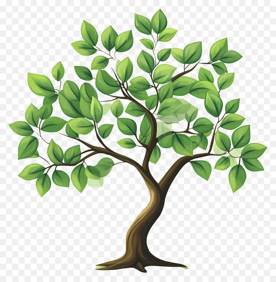 Arbre Dense，Arbre PNG