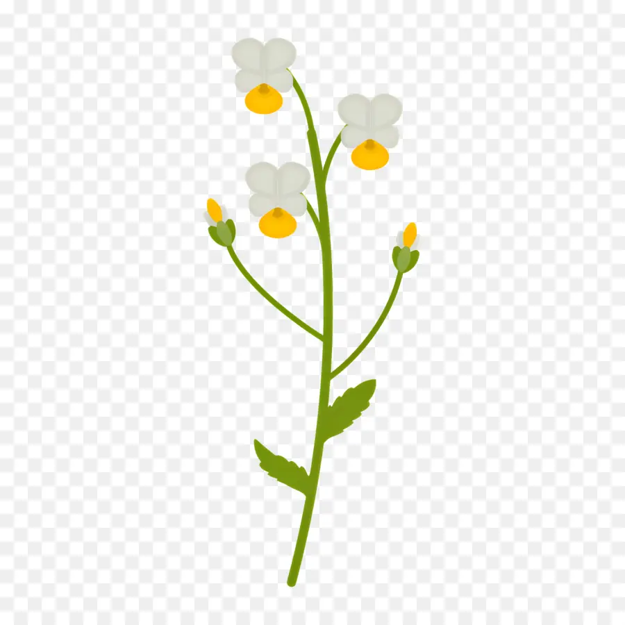 Fleur Sauvage，Plante à Fleurs PNG