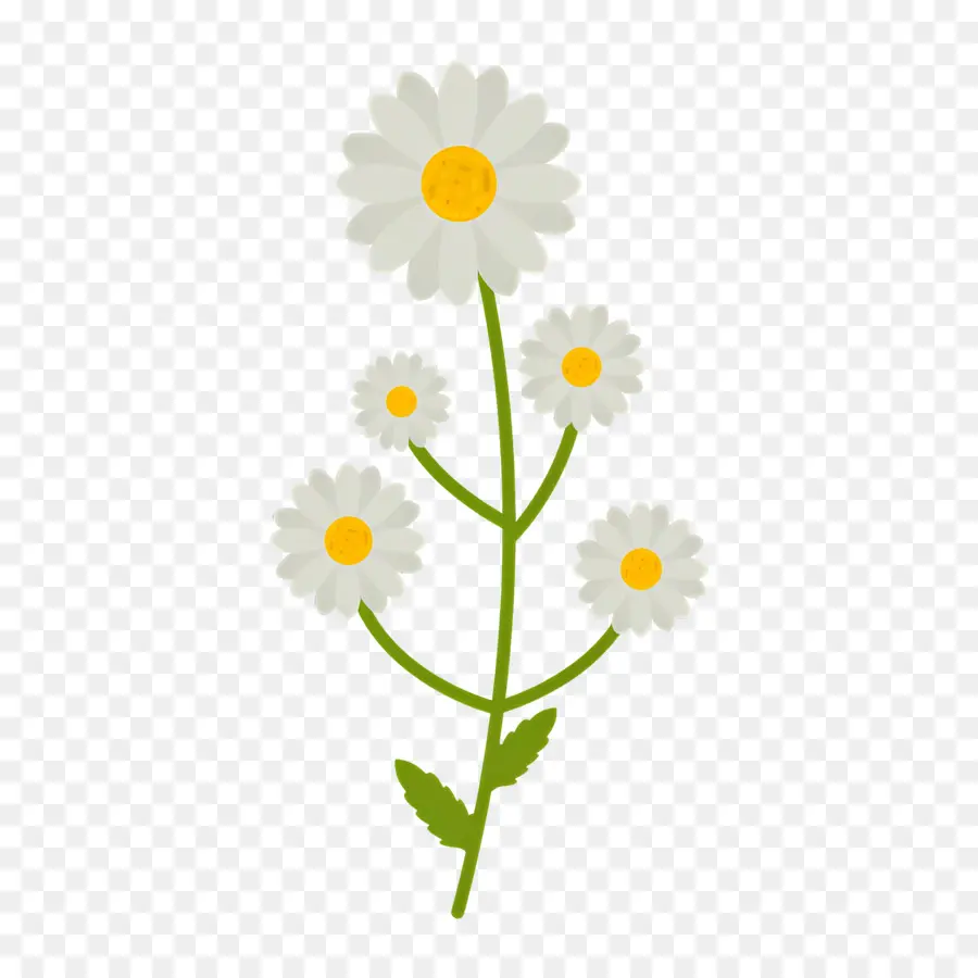 Fleur Sauvage，Marguerites PNG