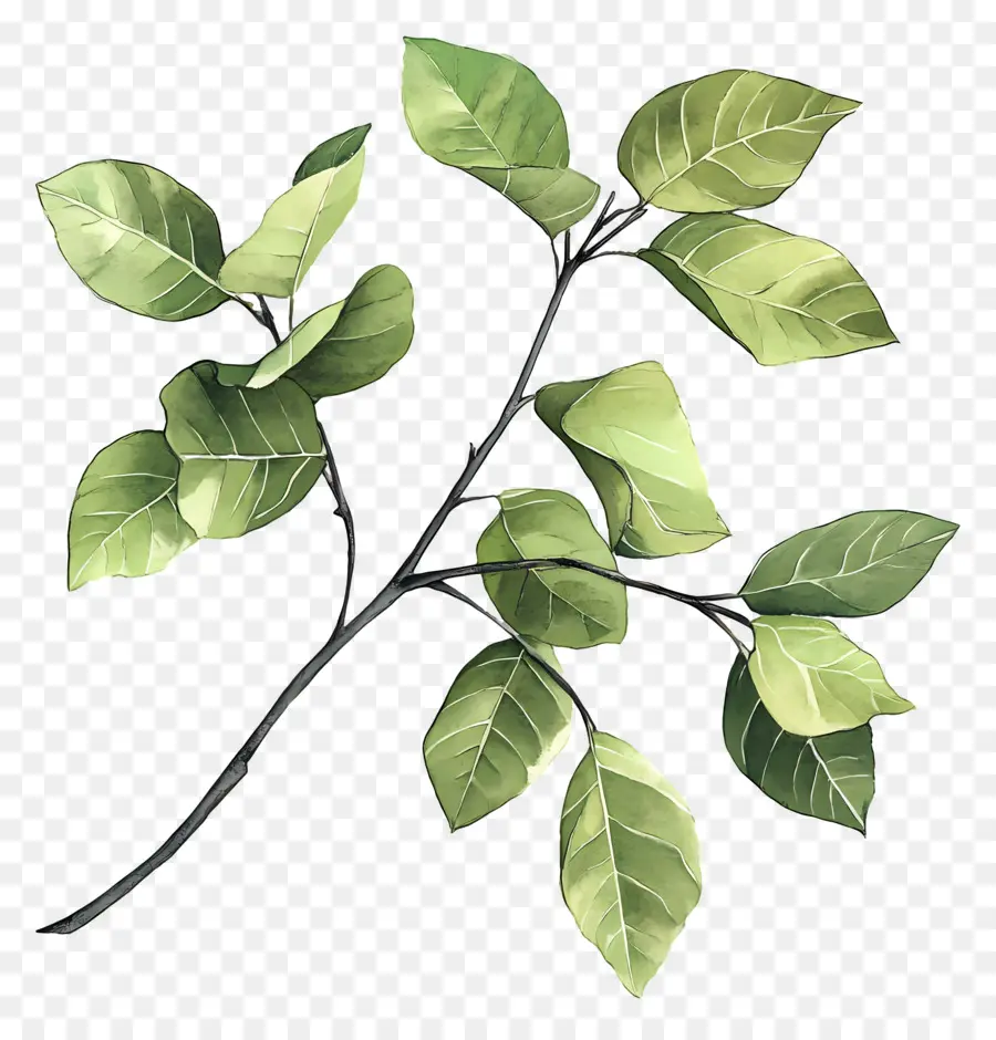 Peinture De Feuilles，Branche Verte PNG