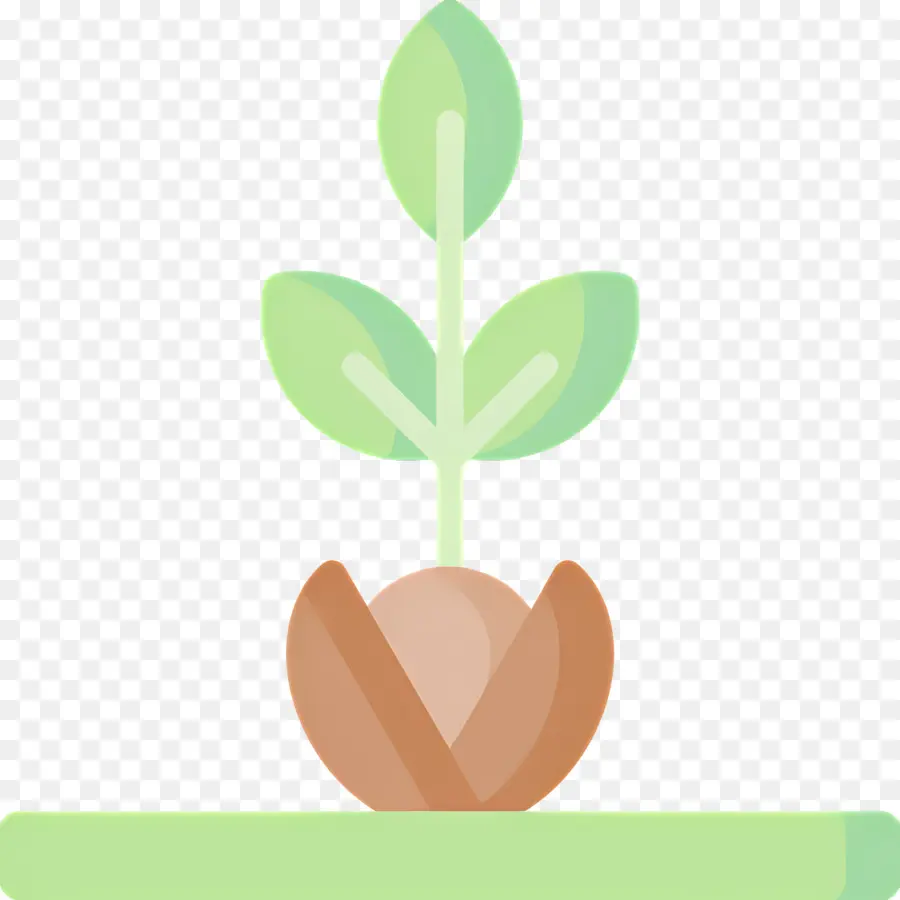 Germination Des Graines，Plante Verte PNG