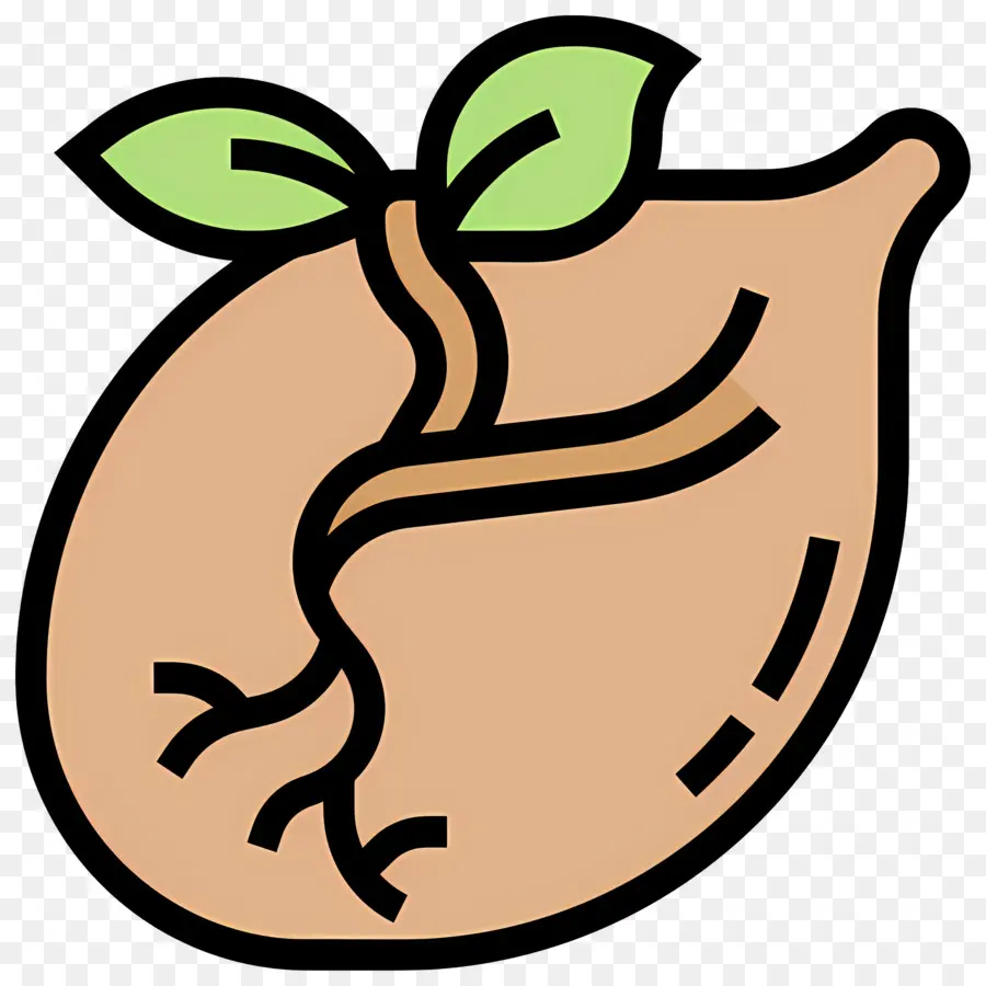 Germination Des Graines，Graine PNG