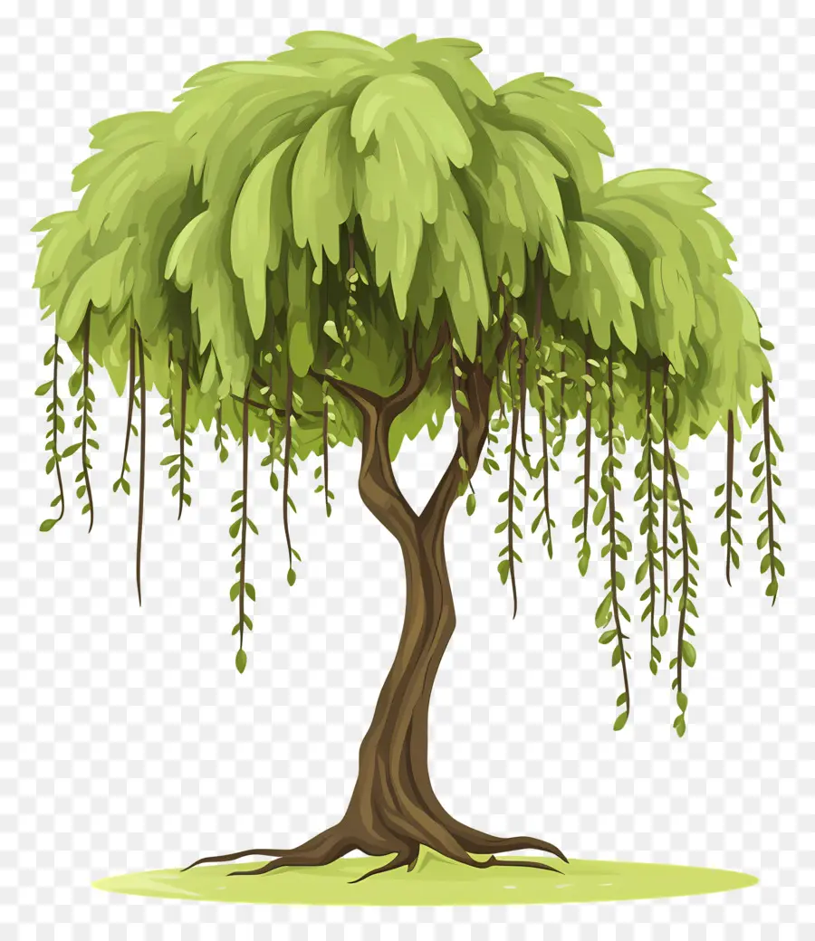 Arbre Dense，Saule PNG