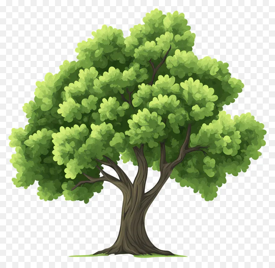 Arbre Dense，Arbre PNG