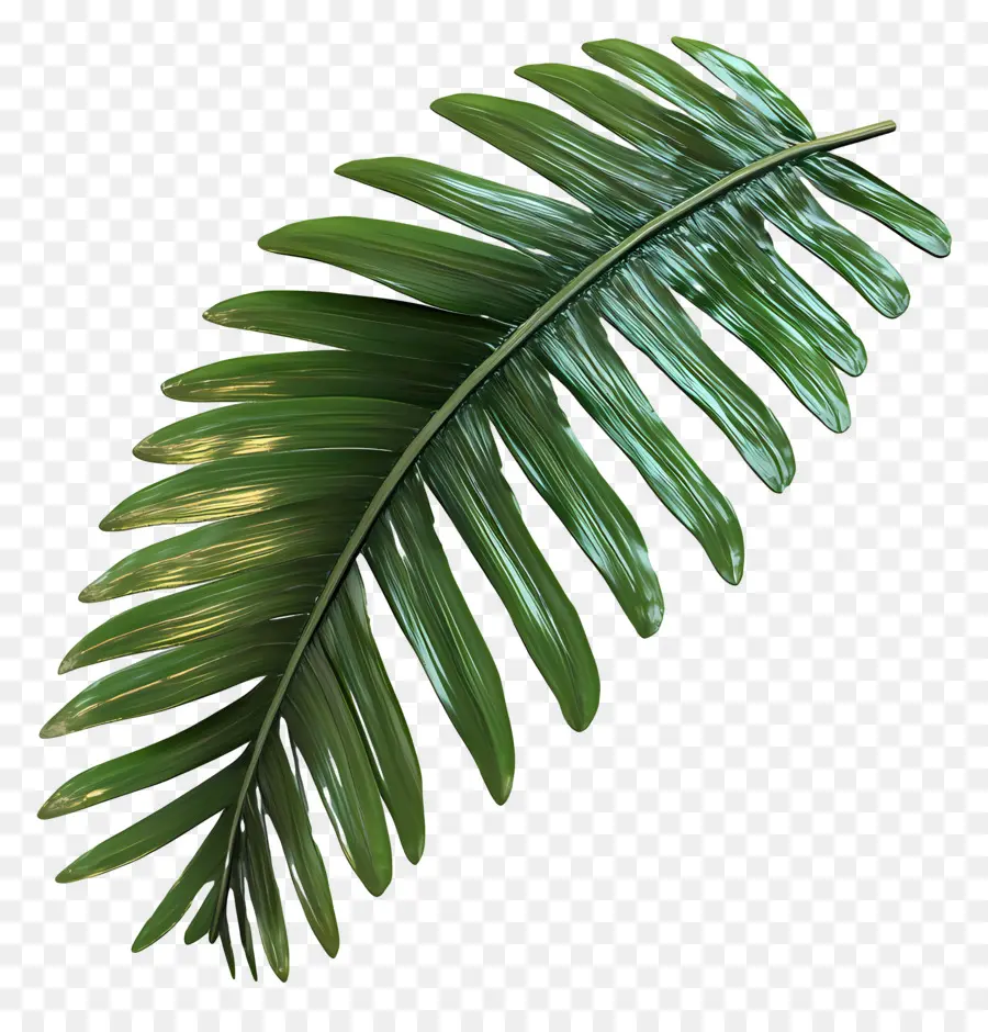 Feuille De Noix De Coco，Feuille De Monstera PNG