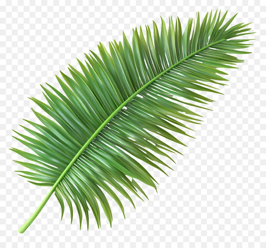 Feuille De Noix De Coco，Palme PNG