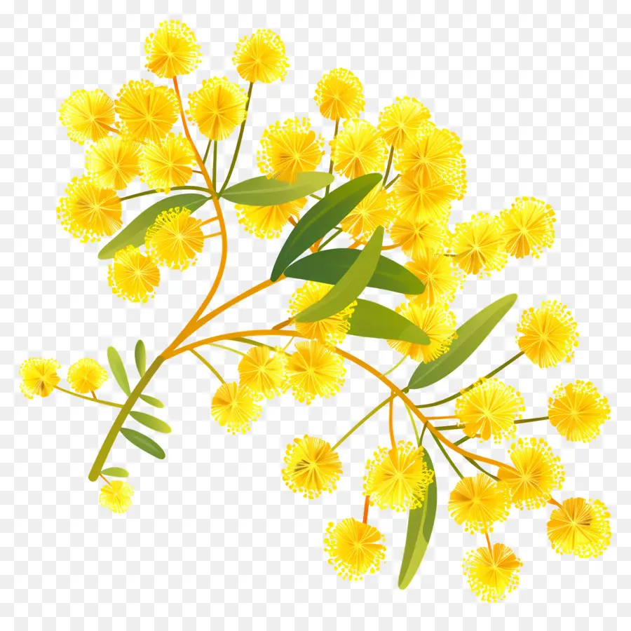 Fleurs De Mimosa，Fleurs Jaunes PNG