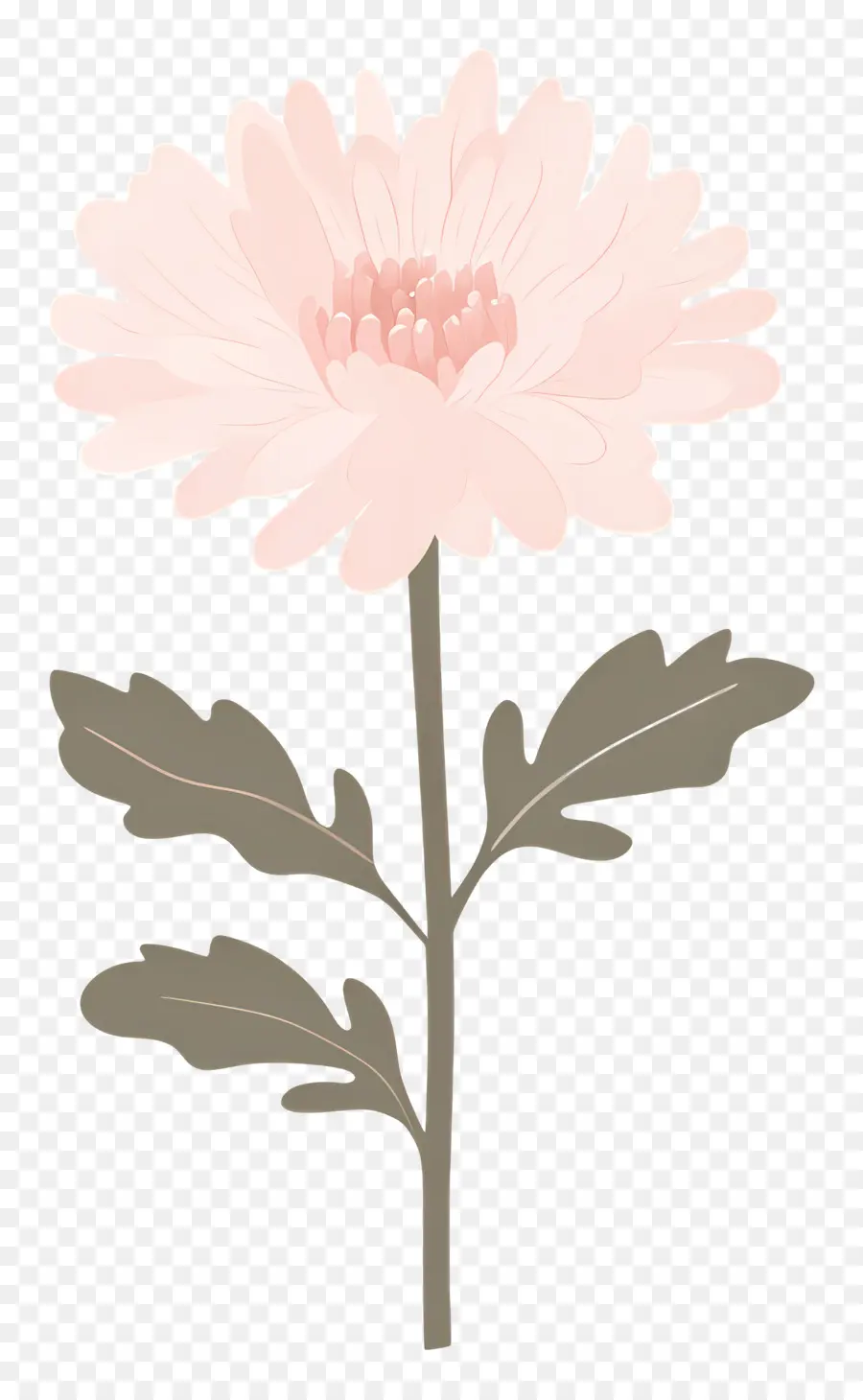 Fleur De Chrysanthème Rose，Fleur Rose PNG