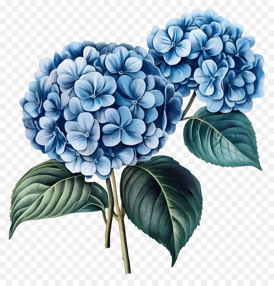 Bouquet D'hortensias，Hortensia Bleu PNG