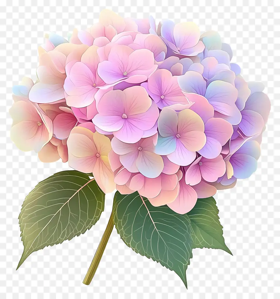 Fleur D'hortensia Rose，Hortensia Rose PNG