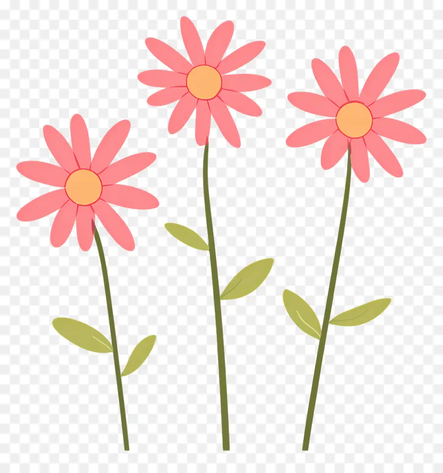 Fleurs De Marguerite Rose，Fleurs PNG