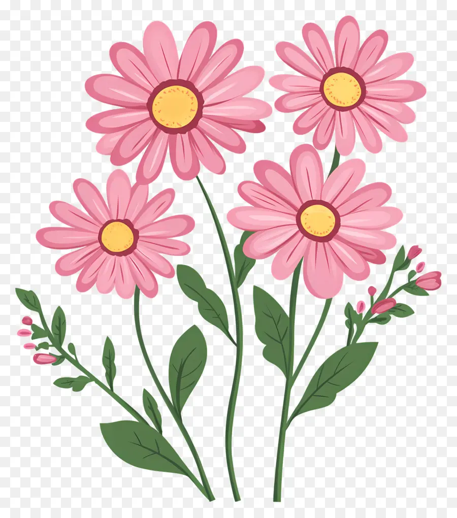 Fleurs De Marguerite Rose，Fleurs Roses PNG