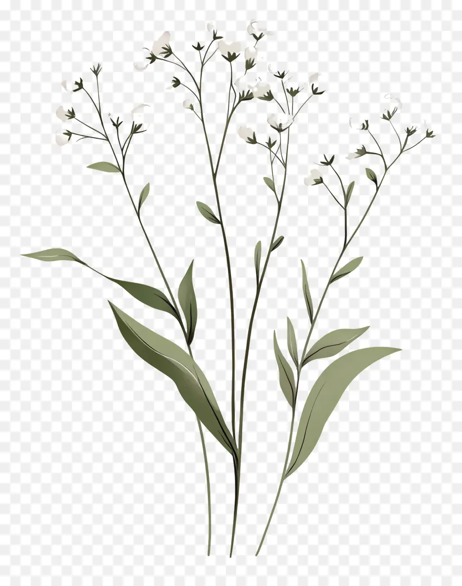 Fleur De Souffle De Bébé，Fleurs Blanches PNG