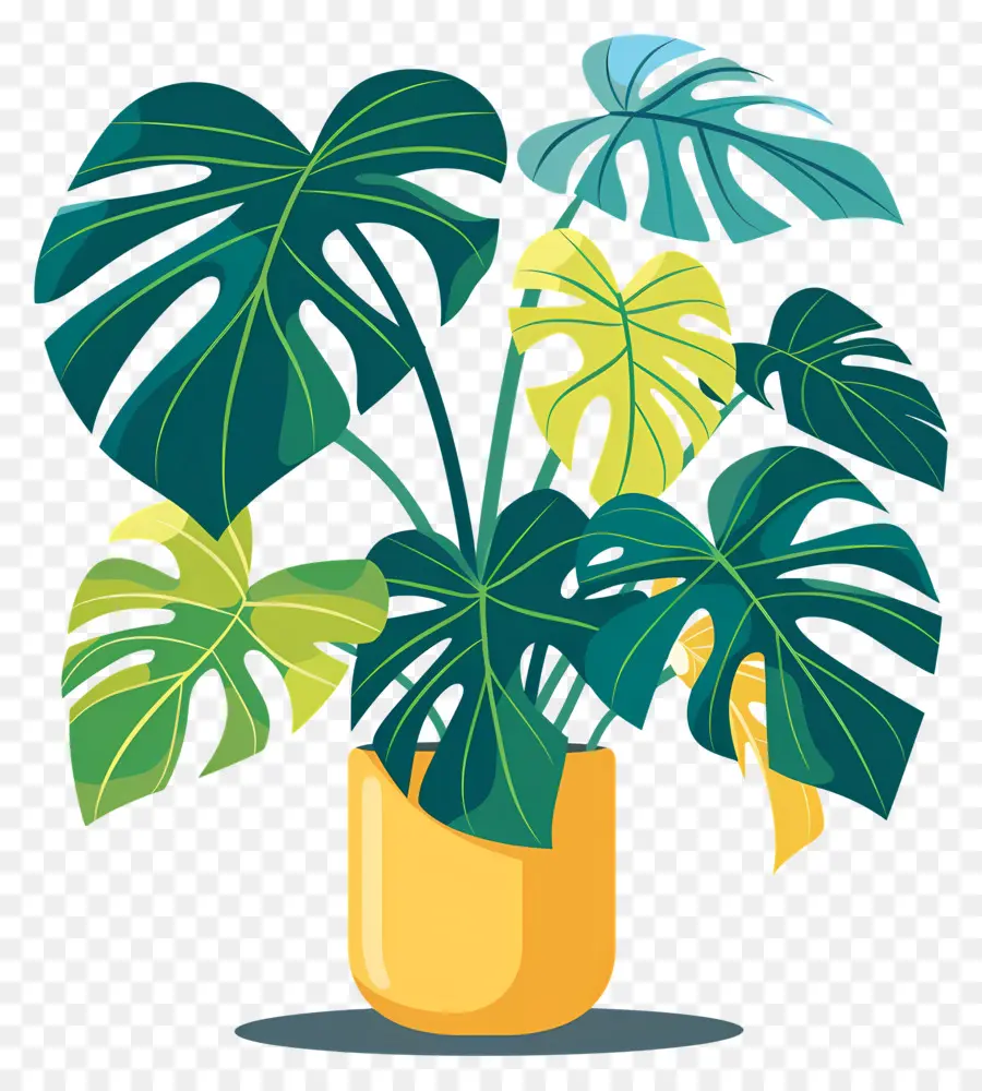 Plante Monstera，Plante En Pot PNG