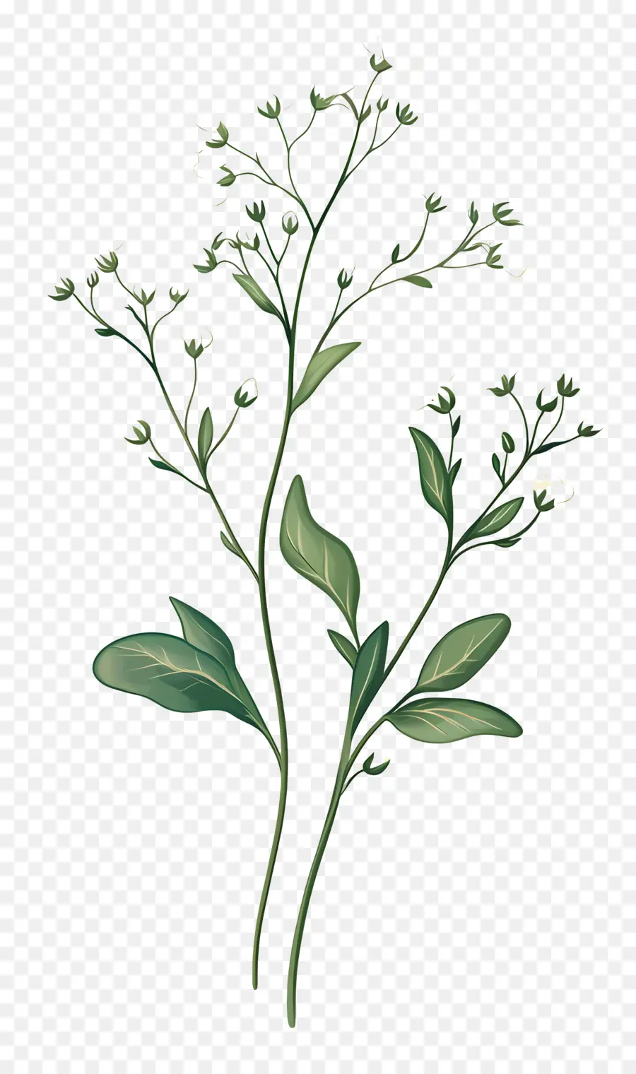 Fleur De Souffle De Bébé，Plante Verte PNG