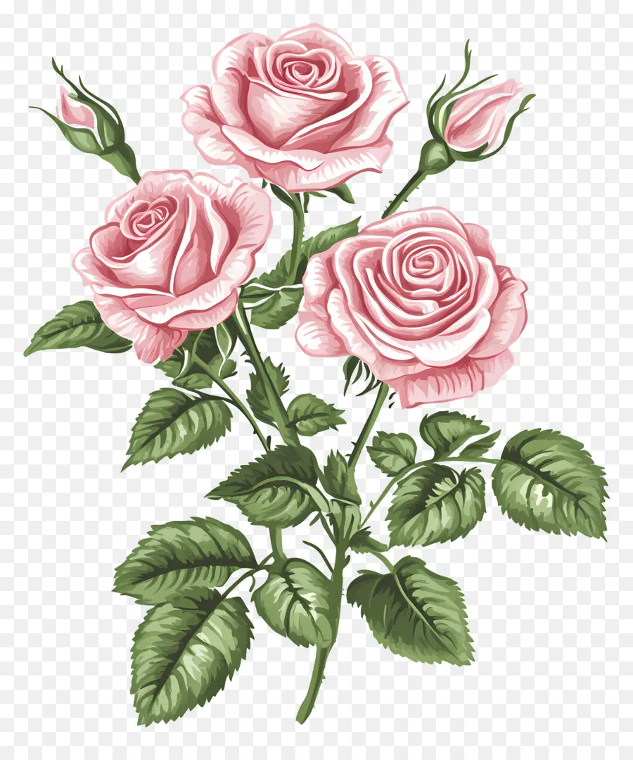 Bouquet De Roses Roses，Roses PNG