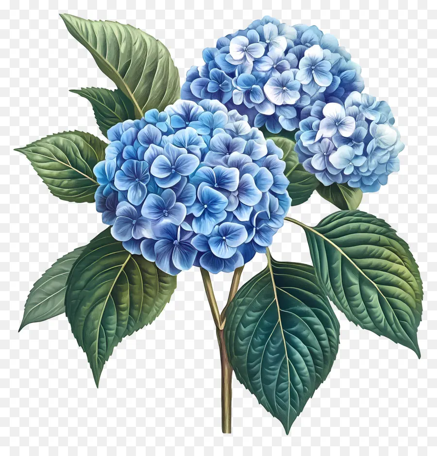 Bouquet D'hortensias，Fleurs D'hortensia PNG