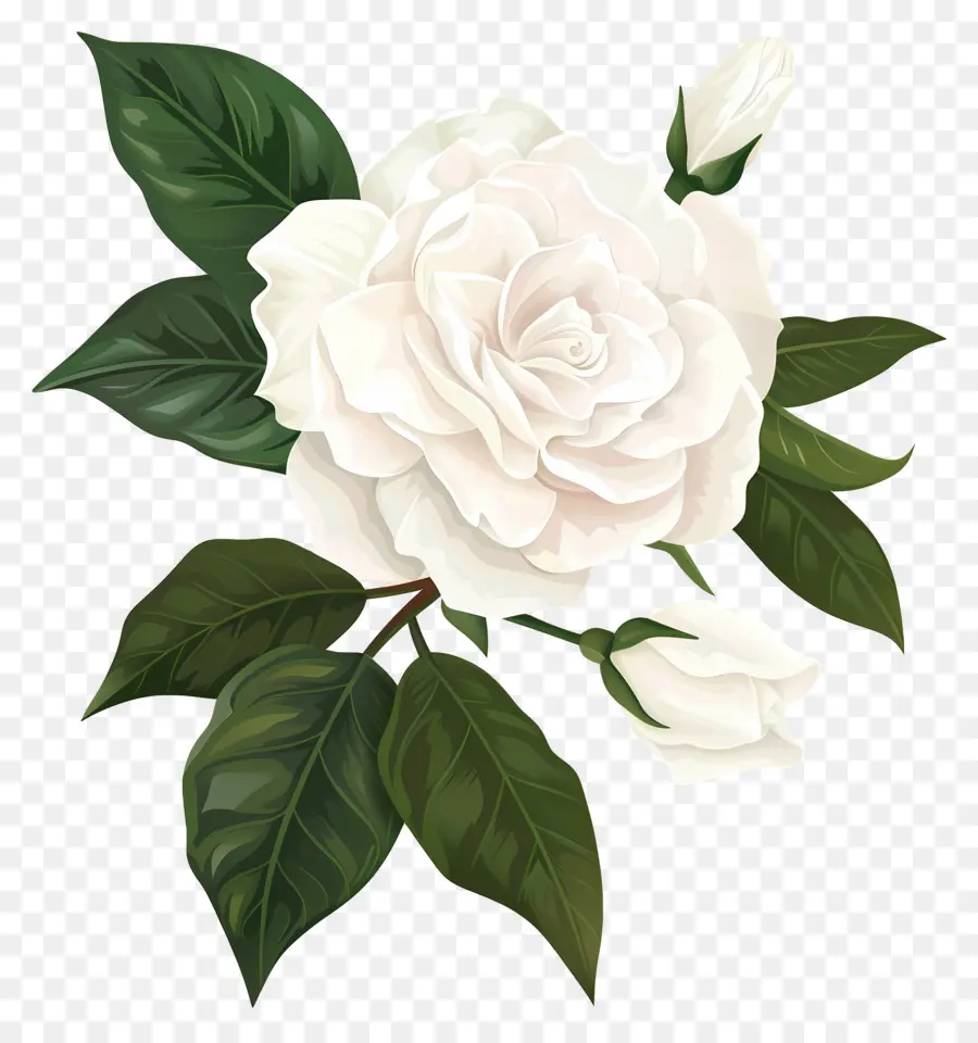 Fleur De Gardénia Blanche，Fleur Blanche PNG