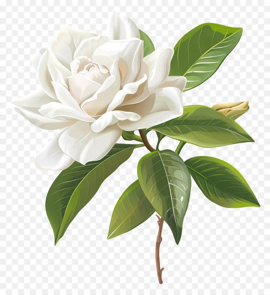 Fleur De Gardénia Blanche，Fleur Blanche PNG