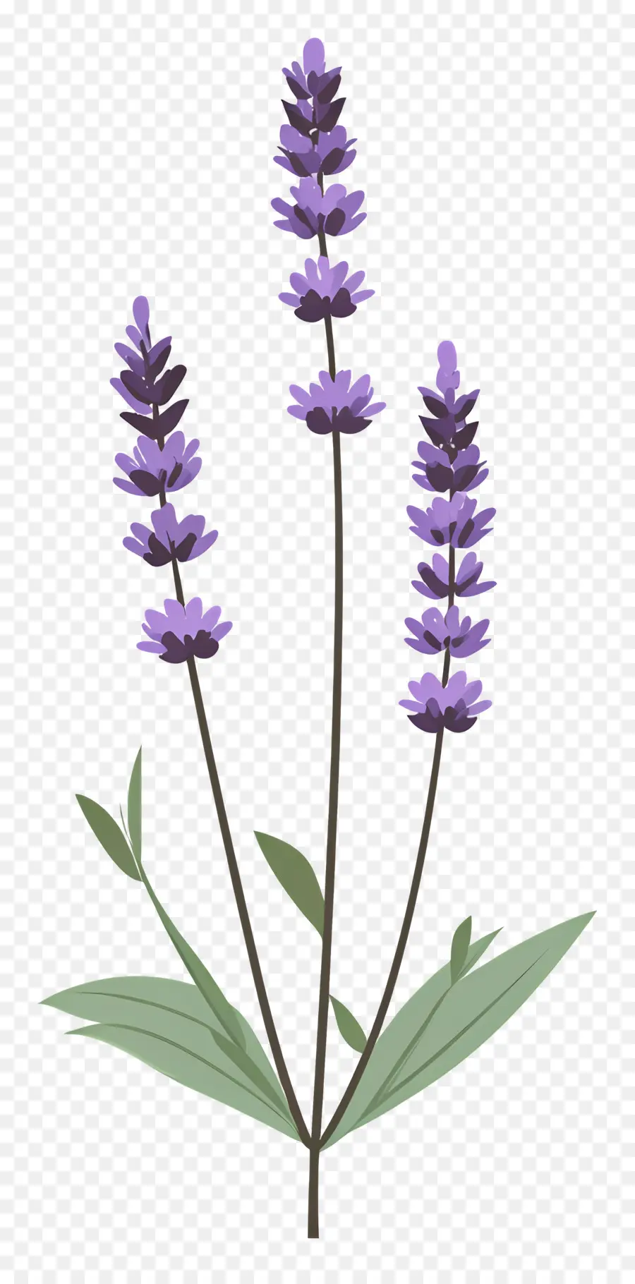 Fleur De Lavande，Lavande PNG