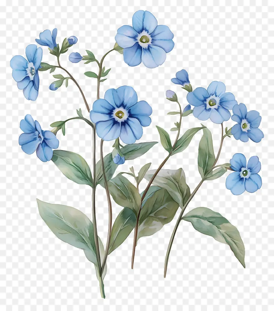 Ne M'oublie Pas Pas De Fleurs，Fleurs Bleues PNG