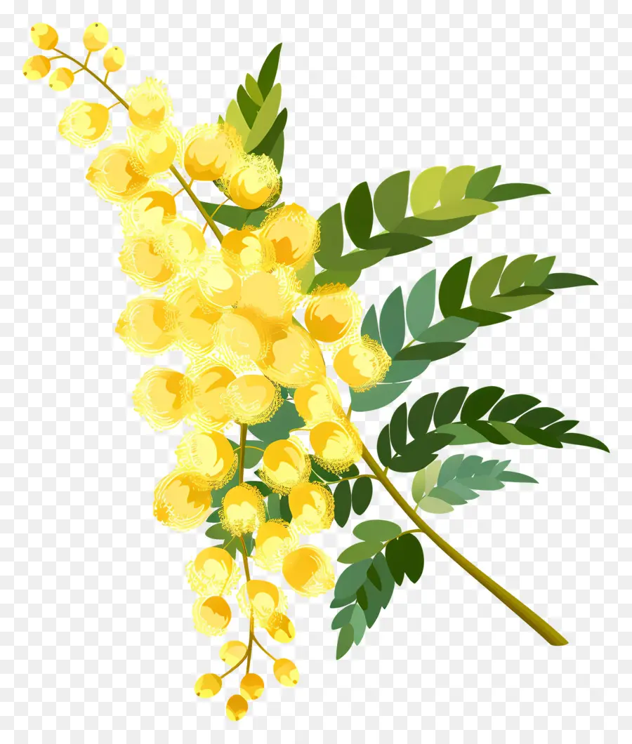 Fleurs De Mimosa，Fleurs PNG