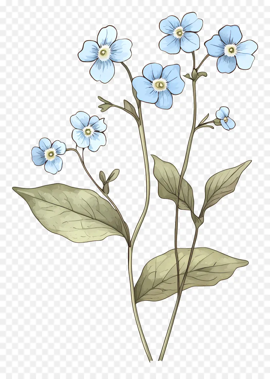 Ne M'oublie Pas Pas De Fleurs，Fleurs Bleues PNG