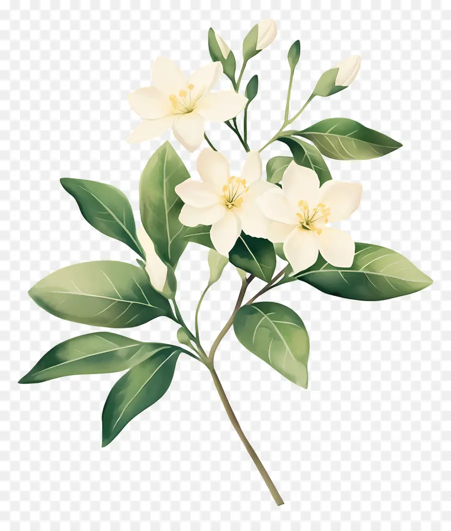 Fleur De Jasmin，Fleur Blanche PNG