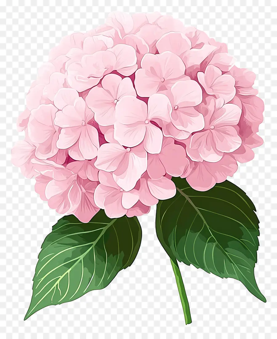 Fleur D'hortensia Rose，Hortensia Rose PNG