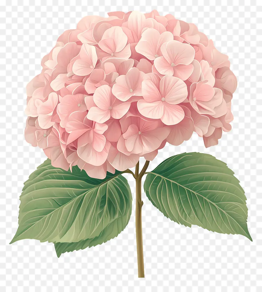 Fleur D'hortensia Rose，Hortensia Rose PNG