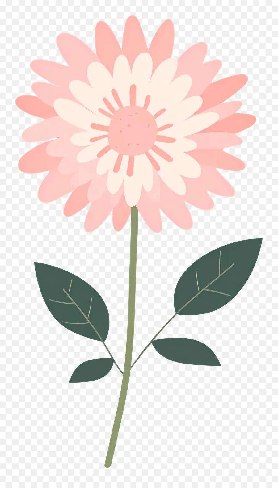 Fleur De Chrysanthème Rose，Fleur Rose PNG