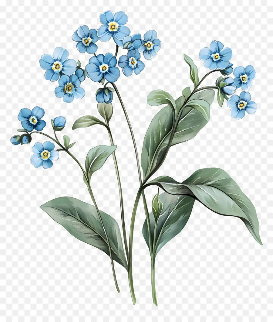 Ne M'oublie Pas Pas De Fleurs，Fleurs Bleues PNG