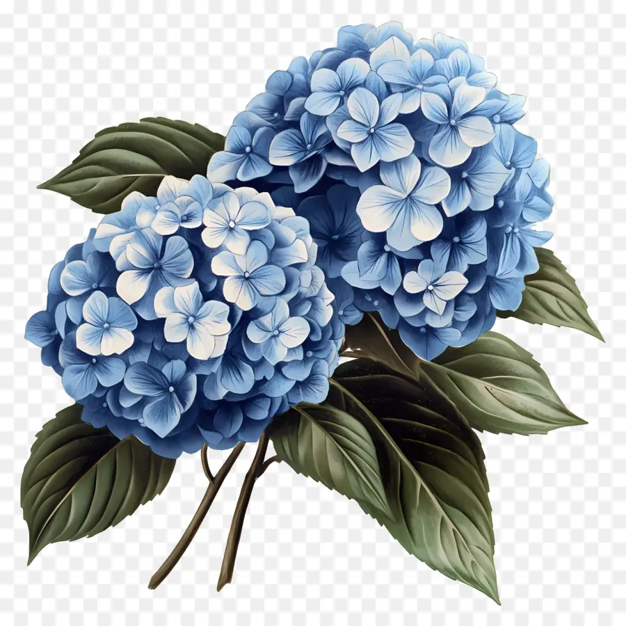 Bouquet D'hortensias，Hortensia Bleu PNG