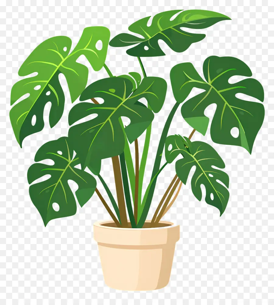 Plante Monstera，Plante En Pot PNG