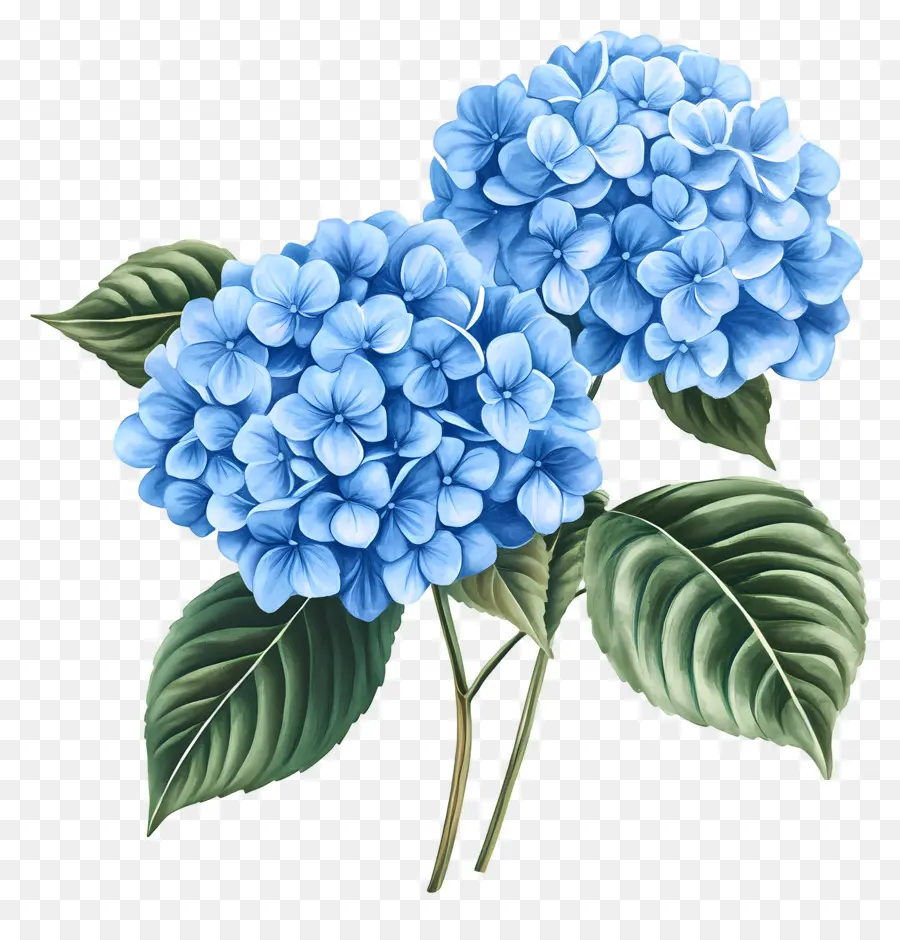 Bouquet D'hortensias，Hortensia Bleu PNG