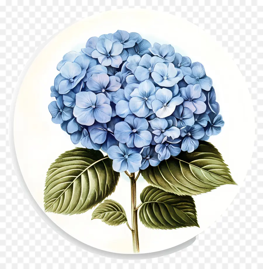 Fleur D'hortensia Bleue，Hortensia Bleu PNG