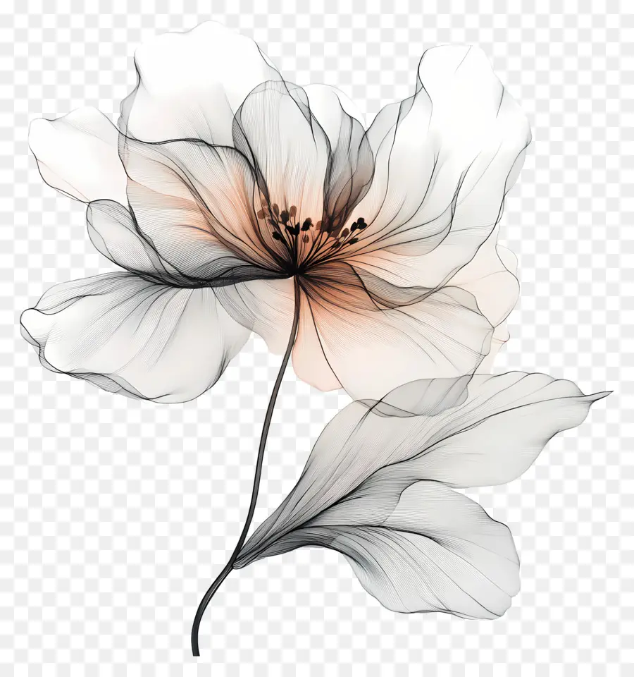 Fleur De Ligne，Fleur Blanche PNG