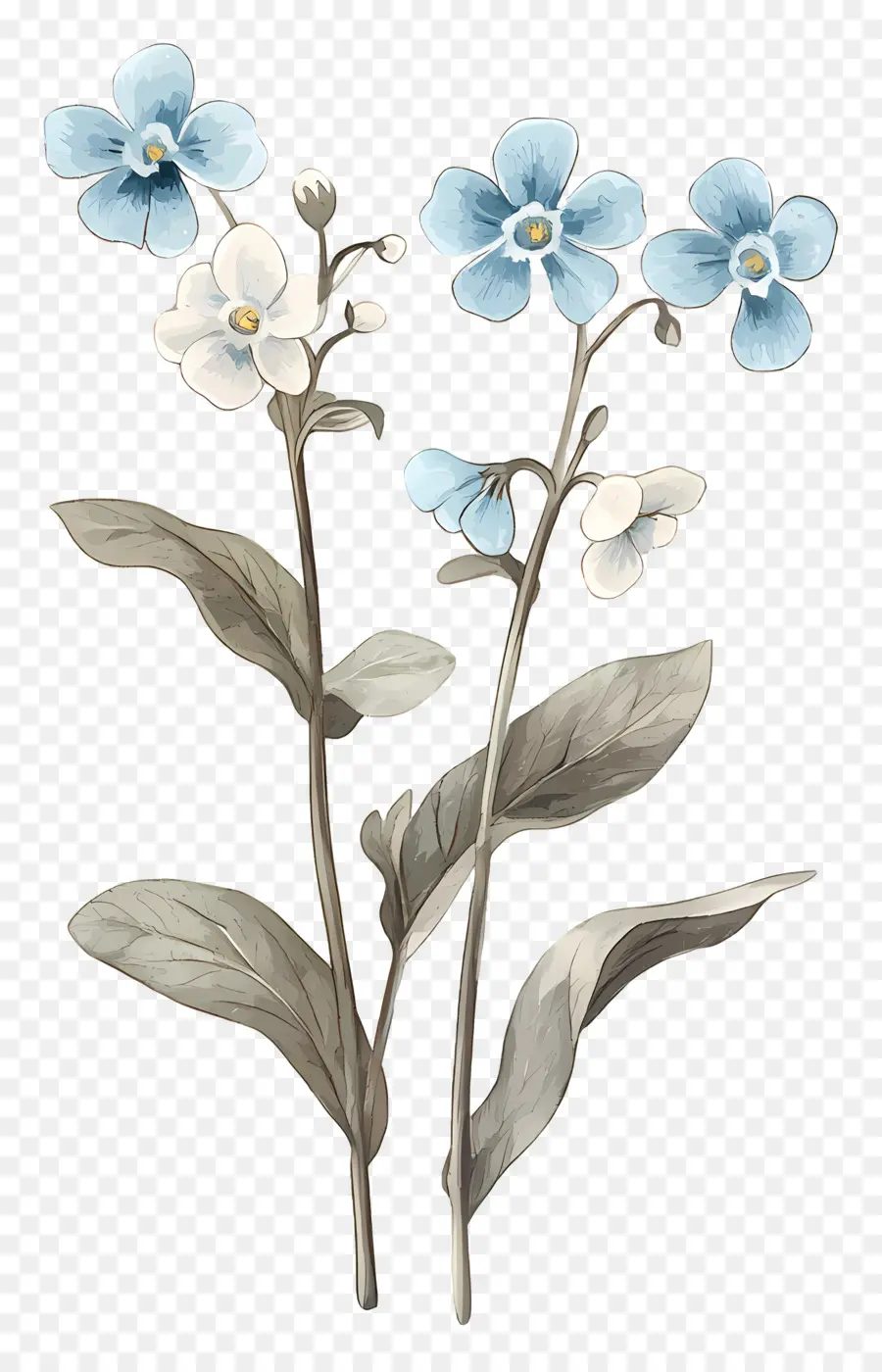 Ne M'oublie Pas Pas De Fleurs，Fleurs Bleues PNG