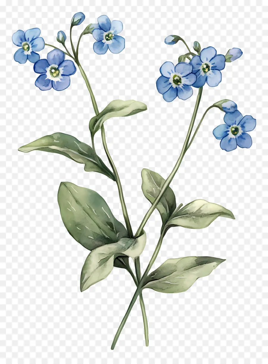 Ne M'oublie Pas Pas De Fleurs，Fleurs Bleues PNG