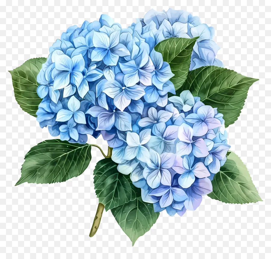 Fleur D'hortensia Bleue，Hortensia Bleu PNG