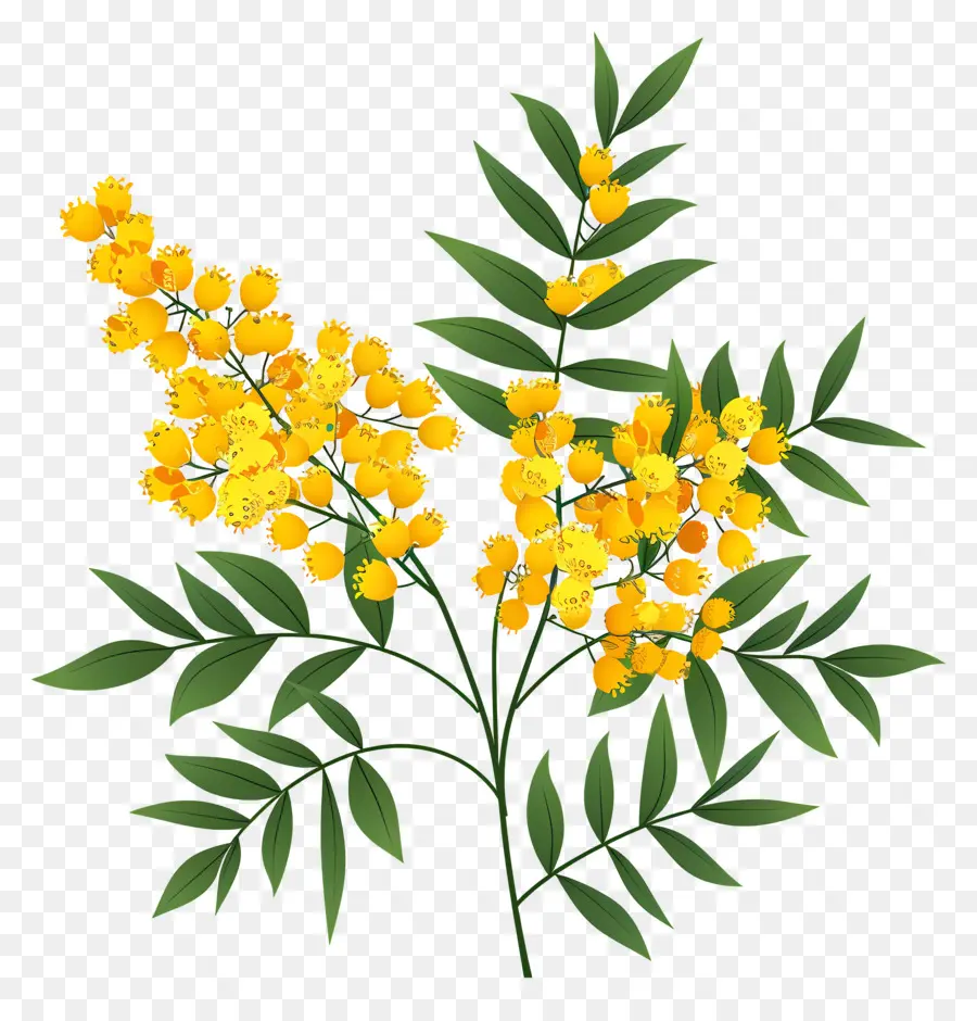 Fleurs De Mimosa，Fleurs Jaunes PNG