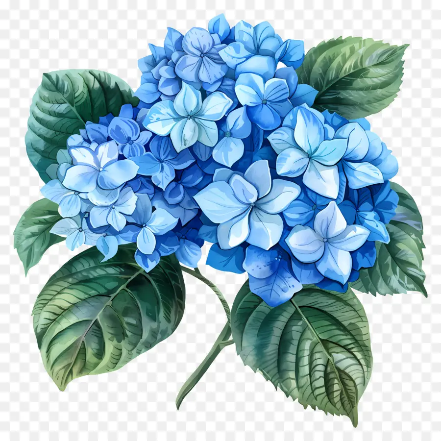 Fleur D'hortensia Bleue，Hortensia PNG