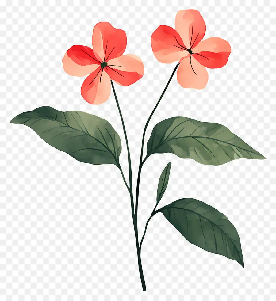 Fleur Tropicale，Fleurs Rouges PNG