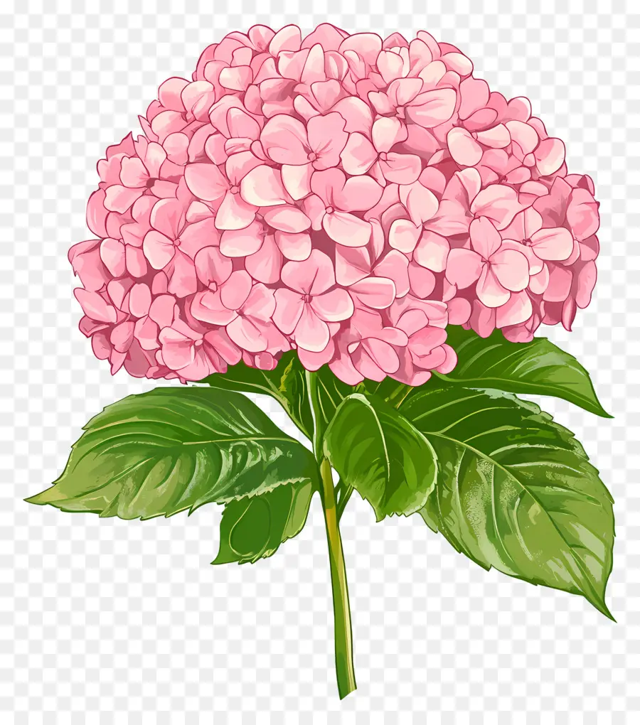 Fleur D'hortensia Rose，Hortensia Rose PNG