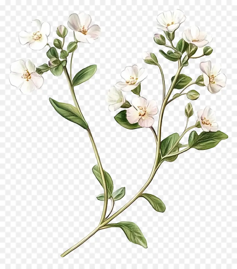 Herbe Du Scorbut En Fleurs，Fleurs Blanches PNG