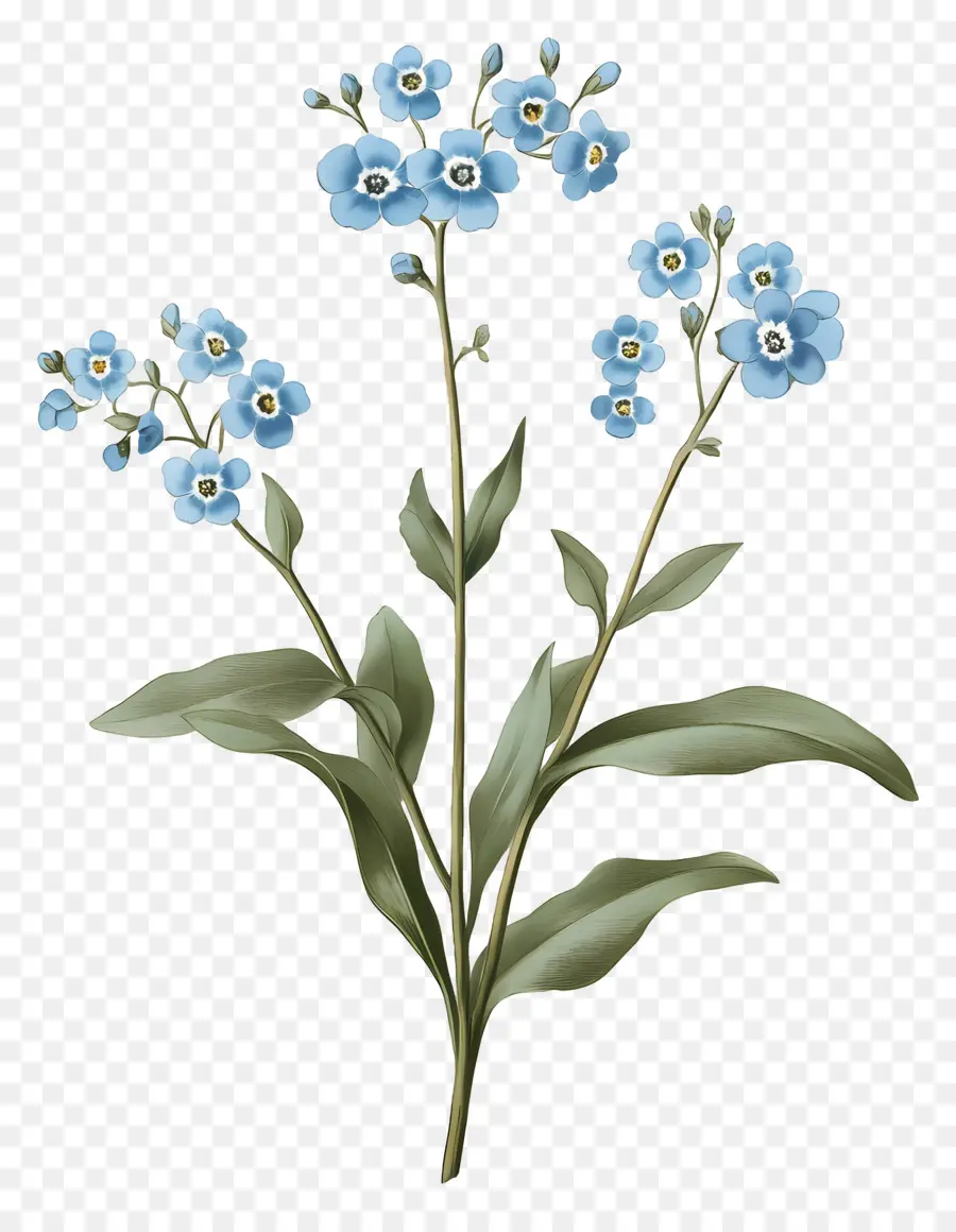 Ne M'oublie Pas Pas De Fleurs，Fleurs Bleues PNG