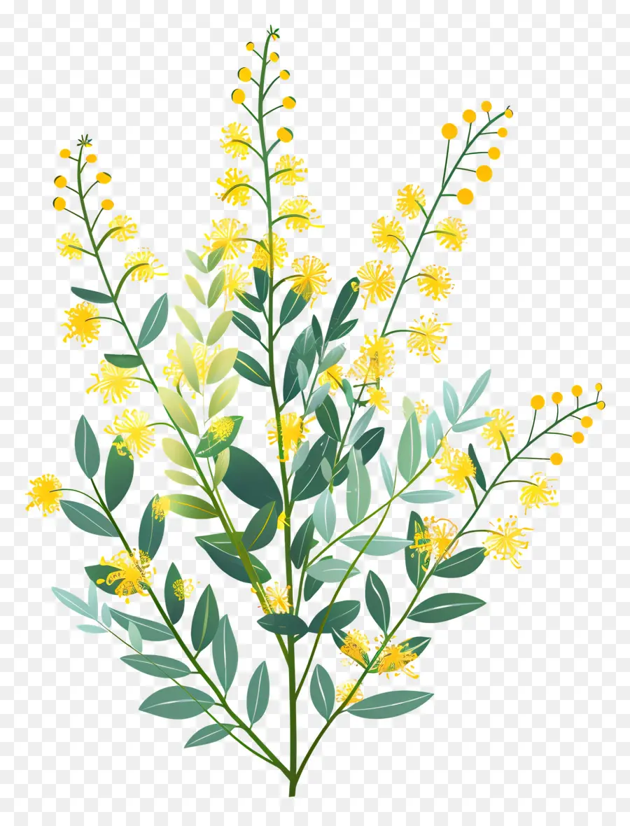 Fleurs De Mimosa，Plante à Fleurs Jaunes PNG