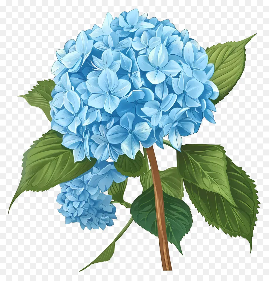 Fleur D'hortensia Bleue，Hortensia Bleu PNG