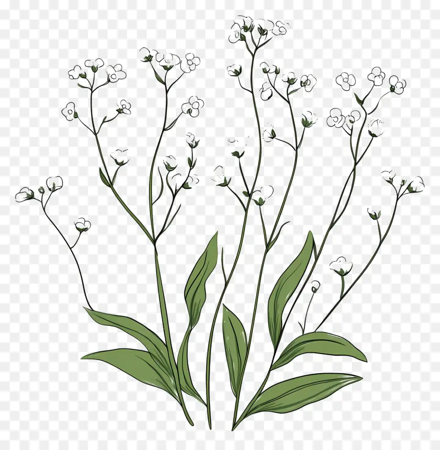 Fleur De Souffle De Bébé，Fleurs Blanches PNG